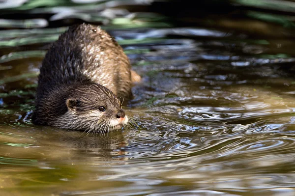 Orientalne małych odzyskanych wydra (aonyx cinerea) — Zdjęcie stockowe