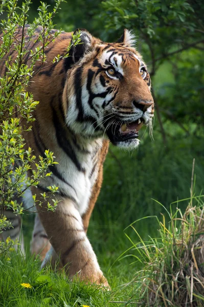 Bengalisk tiger (panthera tigris tigris) — Stockfoto