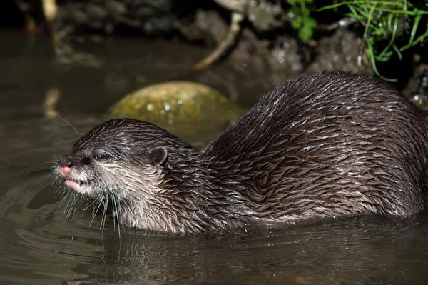 Oriental Small Clawed Otter (aonyx cinerea) — Stock Photo, Image