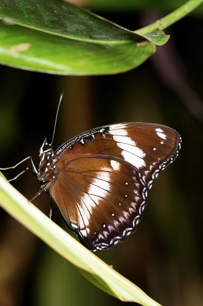 Eggfly 蝴蝶 (hypolimnas 航标) — 图库照片