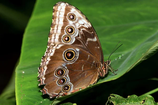 Blue Morpho Butterfly (morpho peleides) — Stock Photo, Image