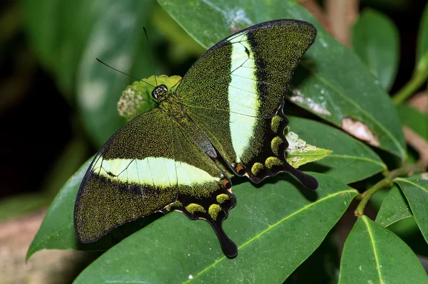 Farfalla Coda Rondine Smeraldo (Papilio palinurus ) — Foto Stock