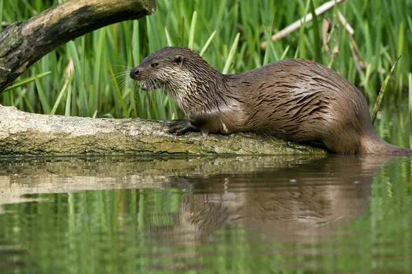 Europäische Fischotter (lutra lutra)) — Stockfoto