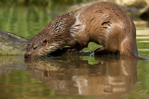 Loutre européenne (Lutra lutra ) — Photo