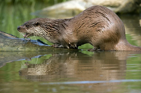 European Otter (lutra lutra) — Stock Photo, Image