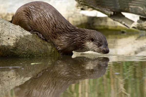 European Otter (lutra lutra) — Stock Photo, Image