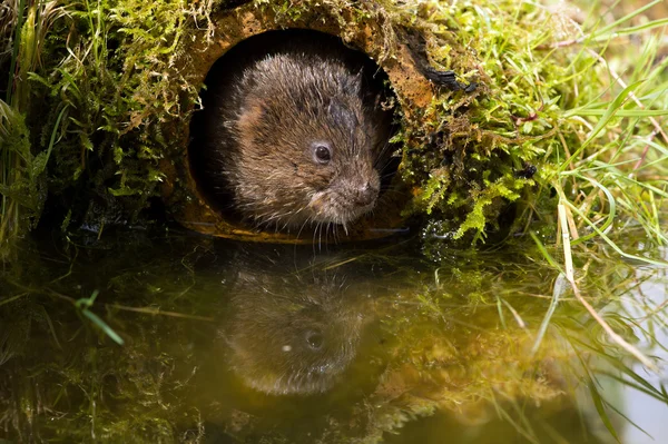 Trou d'eau (arvicola amphibius) ) — Photo