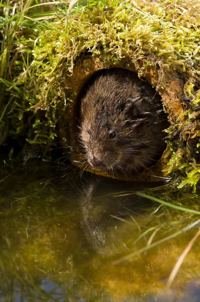 Vole de água (arvicola amphibius ) — Fotografia de Stock