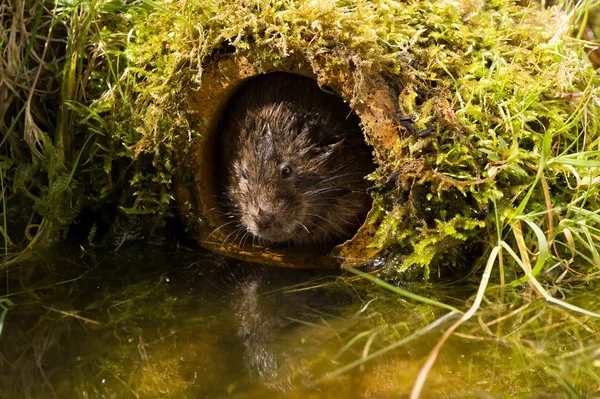 Trou d'eau (arvicola amphibius) ) — Photo