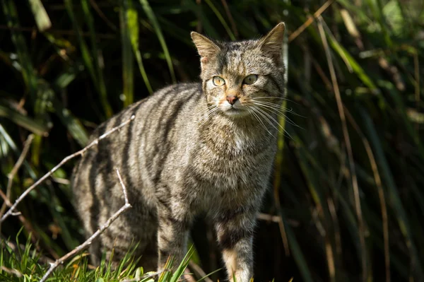 Skotska vildkatt (felis silvestris grampia) — Stockfoto