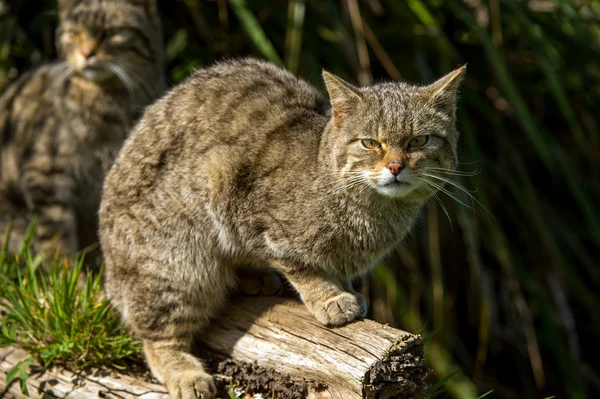 Gato salvaje escocés (felis silvestris grampia ) — Foto de Stock