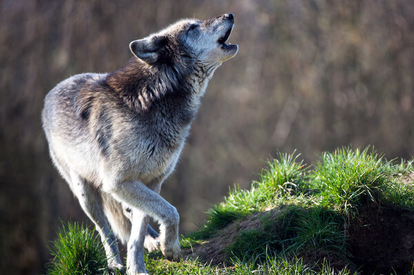 Grey Wolf (canis lupus) Royalty Free Stock Photos