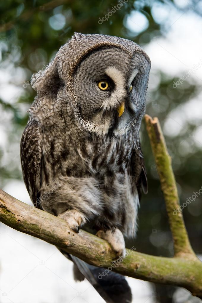 Great Grey Owl (strix nebulosa)