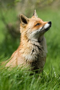 Kızıl Tilki (Vulpes vulpes)