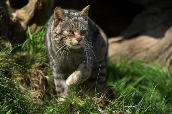 Gatto selvatico scozzese (felis silvestris grampia ) — Foto Stock