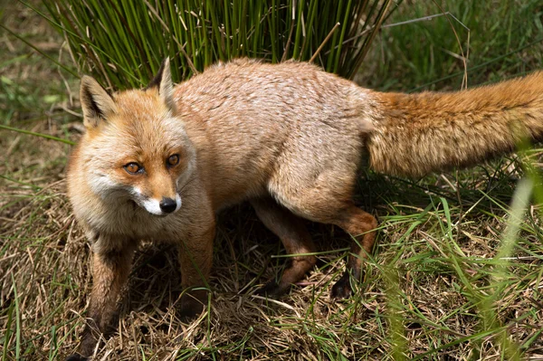 Rode vos (Vulpes vulpes)) — Stockfoto