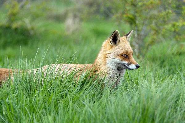 Κόκκινο αλεπού (Vulpes vulpes) — Φωτογραφία Αρχείου