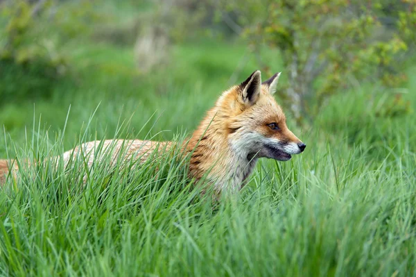 Красная лиса (Vulpes vulpes) — стоковое фото