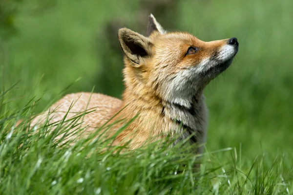Lisica czerwona (Vulpes vulpes)) — Zdjęcie stockowe