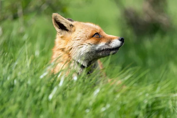 Rotfuchs (Vulpes vulpes)) — Stockfoto