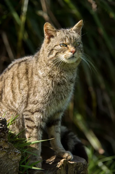 Scottish wildcat Pictures, Scottish wildcat Stock Photos u0026 Images