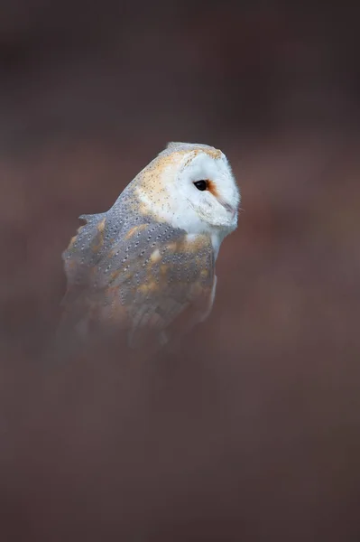 Schuur Uil Tyto Alba Omlijst Met Wazig Heide — Stockfoto