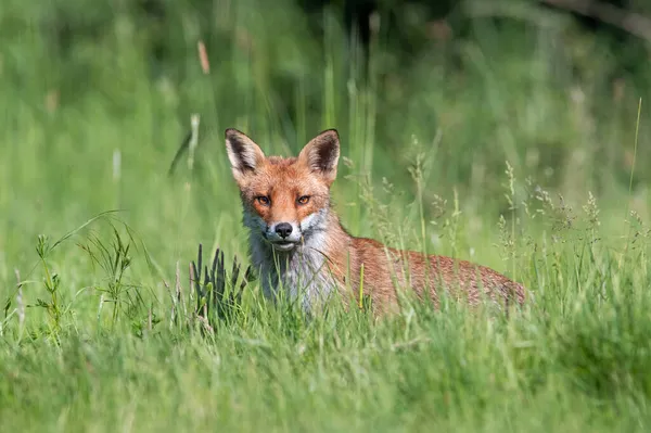 Red Fox Vulpes Vulpes Летнем Лугу — стоковое фото