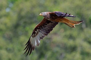 Ormanda uçan Kırmızı Uçurtma (Milvus milvus)