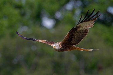 Ormanda uçan Kırmızı Uçurtma (Milvus milvus)