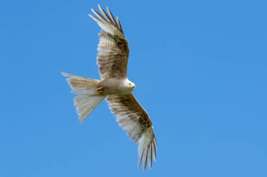 Parlak Beyaz (Leucism) Kırmızı Uçurtma (Milvus milvus)