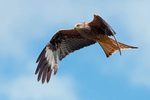 Red Kite Milvus Milvus Flying Blue Summer Sky — Stock Photo, Image