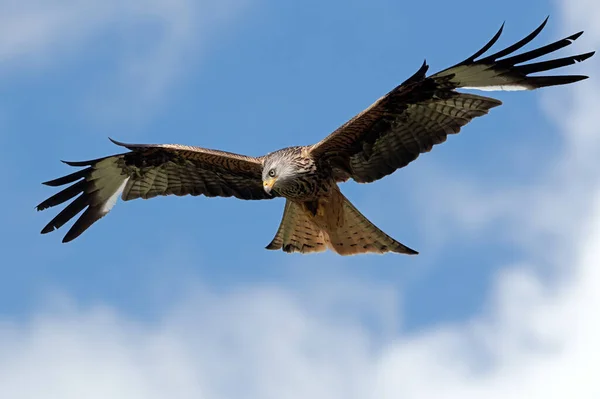 Röd Drake Milvus Milvus Flyger Genom Blå Sommarhimmel — Stockfoto