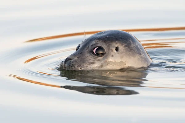 Phoque Commun Phoca Vitulina Nageant Dans Estuaire Heure Dorée Après — Photo