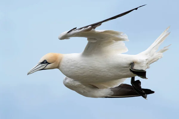 北Gannet Morus Bassanus 在班普敦的粉笔悬崖上飞行 — 图库照片