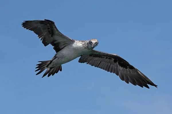 Juvenile Northern Gannet Morus Bassanus Πτήση Πάνω Από Βράχια Κιμωλία — Φωτογραφία Αρχείου