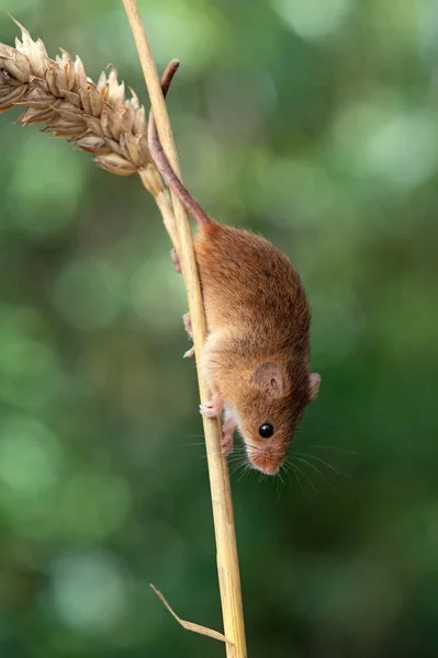 Raccolto Mouse Micromys Minitus Una Spiga Grano — Foto Stock