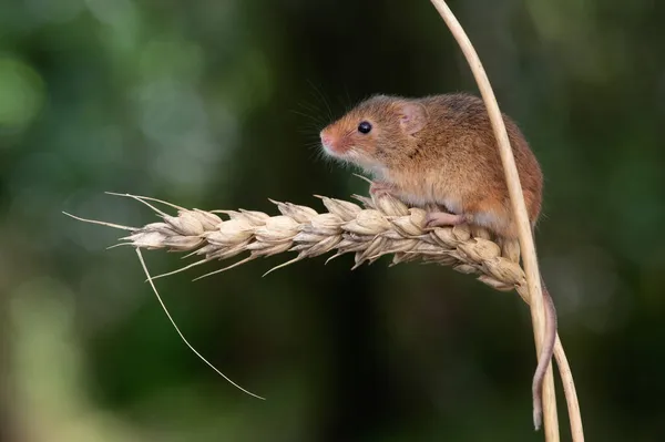 Harvest Mouse (Micromys minitus) on an ear of wheat