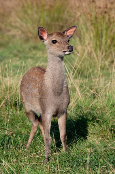 Sika Szarvas Borjú Cervus Nippon Füves Réten — Stock Fotó