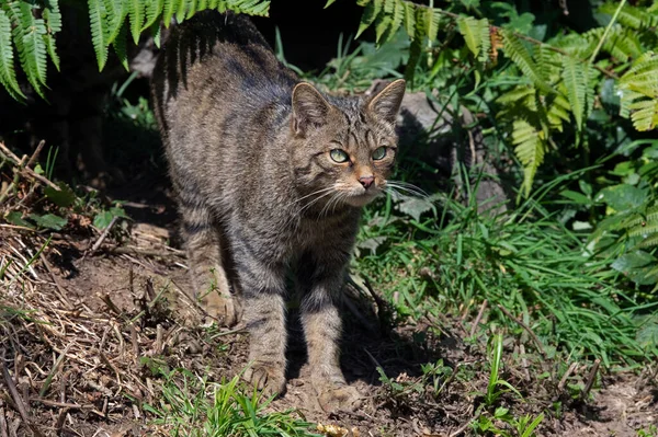 Skotsk Vildkatt Felis Silvestris Grampia Jagar Tjockt Parentes Vid Kanten — Stockfoto