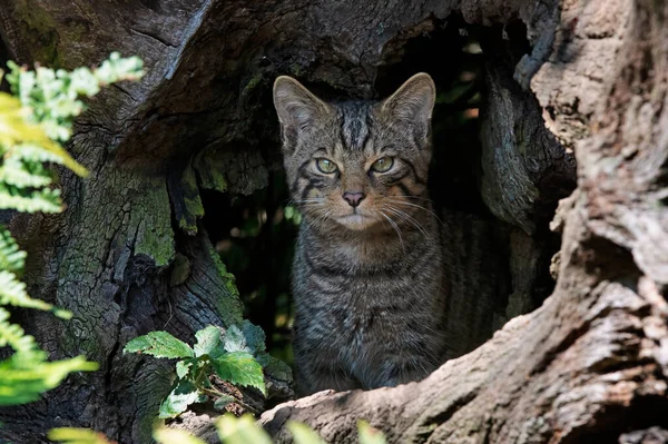 Gato Salvaje Escocés Felis Silvestris Grampia Mirando Través Hueco Tronco —  Fotos de Stock