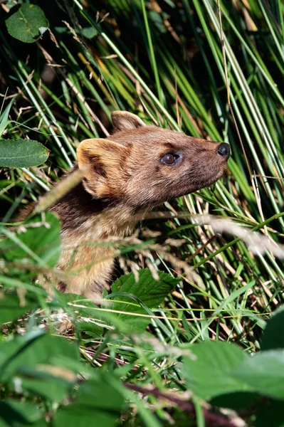 Avrupa Çam Martını Martes Martes Sık Çimenlerde Avlanır — Stok fotoğraf