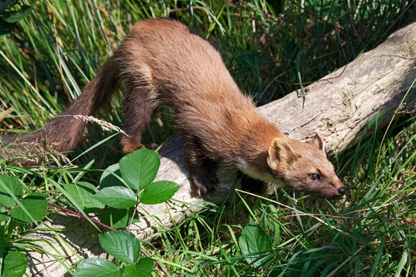 Pinheiro Europeu Marten Martes Martes Caça Grama Espessa — Fotografia de Stock