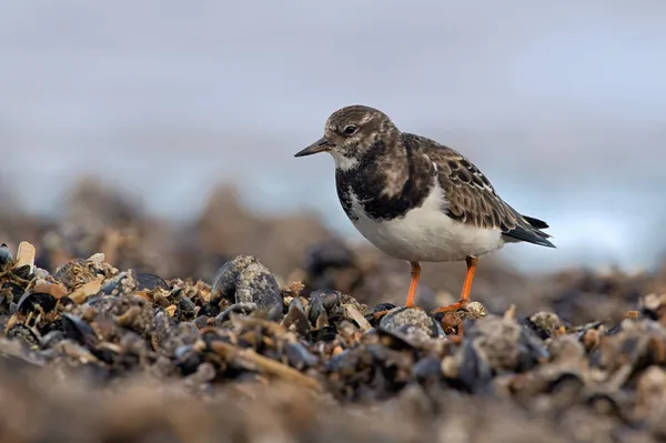 ルドルフ ターンストーン Arenaria はノーフォーク海岸のムッセル ベッド Mytilus Edulis で食料を探している — ストック写真