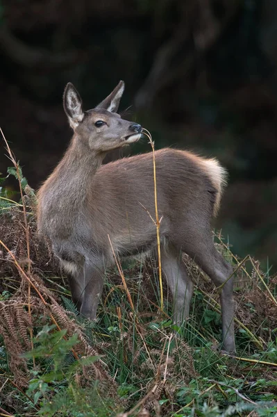 Rood Hertenkalf Cervus Elaphus Dat Eet Aan Rand Van Een — Stockfoto