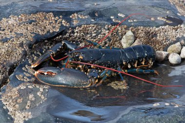 Avrupa Istakozu (Homarus gammarus), 1: 1 büyütülmüş 54 fotoğraftan oluşan yüksek çözünürlüklü bir odak noktası.