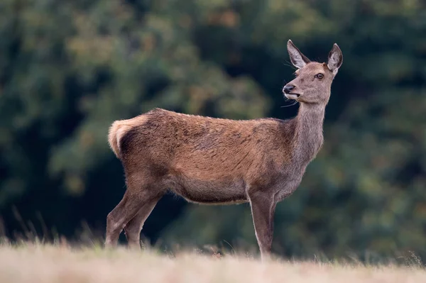 Red Deer Hind Cervus Elaphus Field Edge Forest — Stock Photo, Image