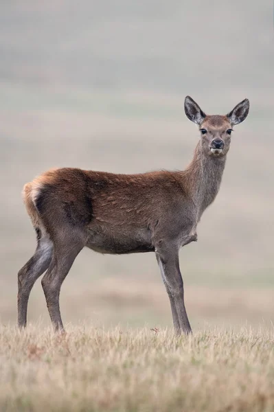 Vörös Szarvas Borjú Cervus Elaphus Füves Réten — Stock Fotó