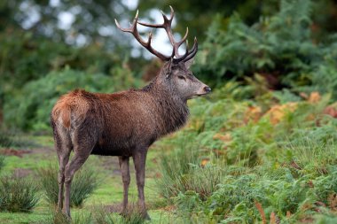 Kızıl Geyik Geyiği (Cervus elaphus) fırtınadan sonra bir ormanda