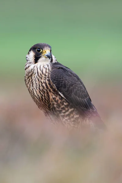 Falcão Peregrino Peregrinos Falco Emoldurado Por Urze Borrada — Fotografia de Stock