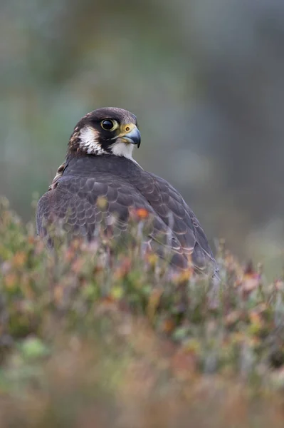 Peregrijnvalk Falco Peregrines Omlijst Door Wazige Heide — Stockfoto